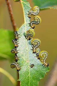 Close up insects nature