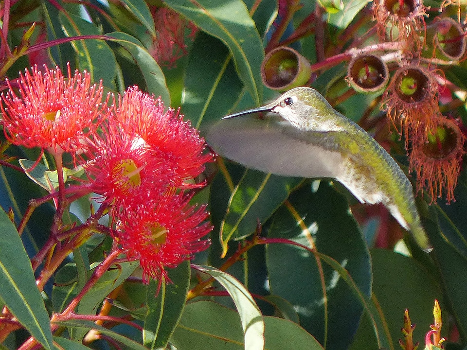 Anna's Hummingbird-1