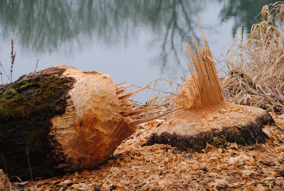 Beaver tree beaver eating inn