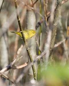 Orange-crowned warbler-1 photo