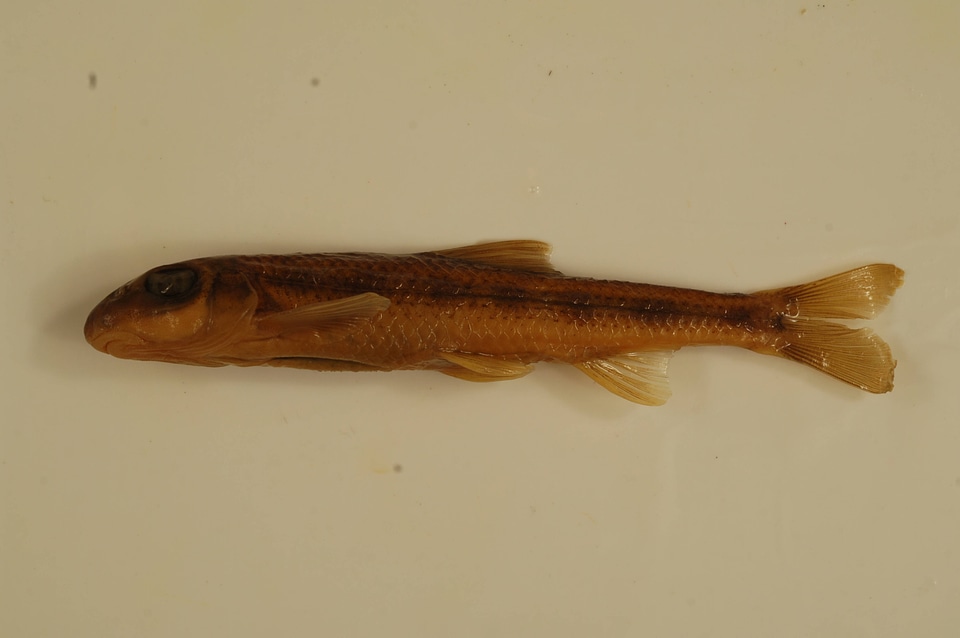 Erimystax insignis-2