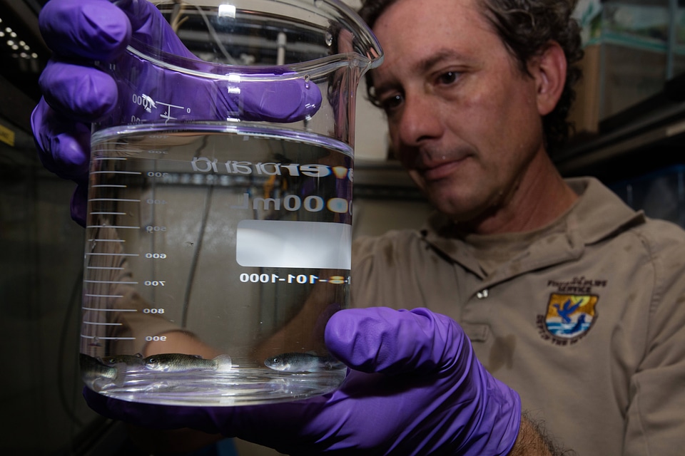 FWS biologist observes captive Devils Hole pupfish-3