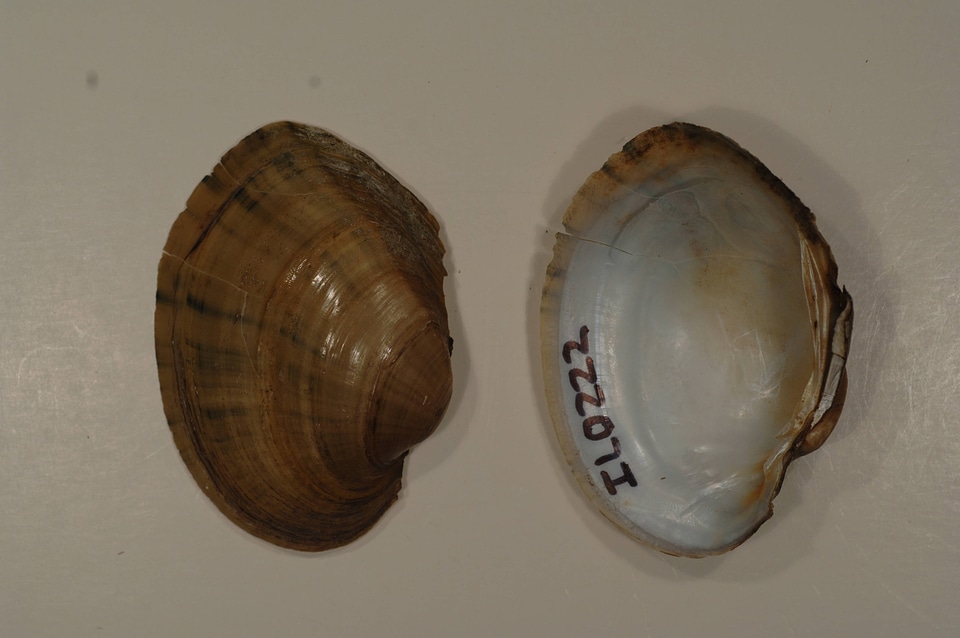 Lampsilis cardium-6