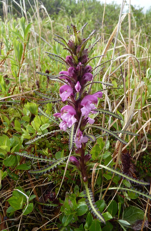 Langsdorf's lousewort