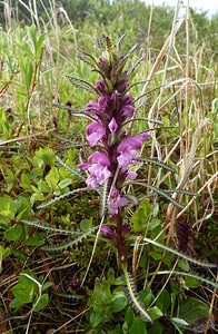 Langsdorf's lousewort