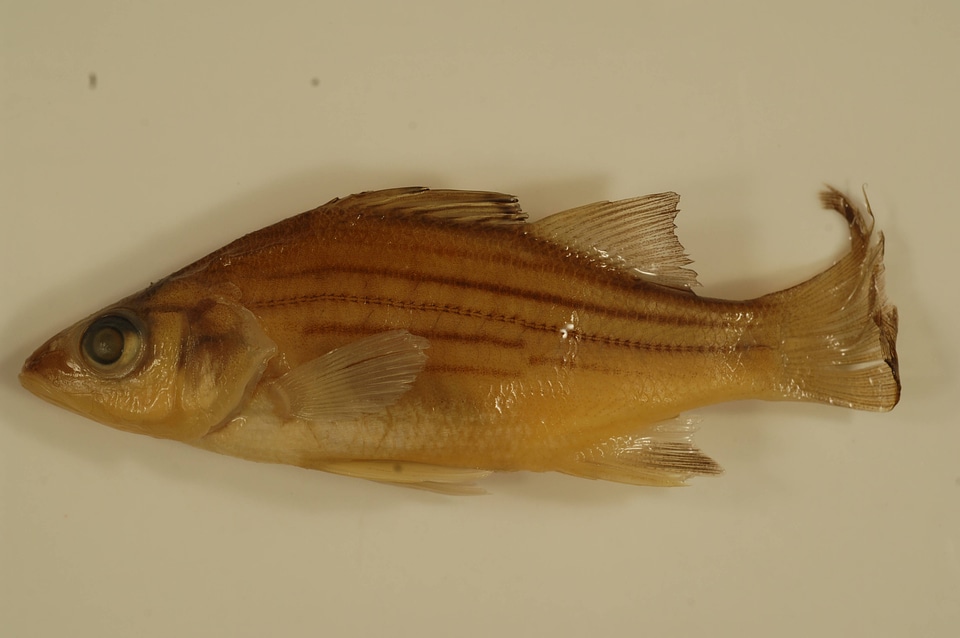 Morone mississippiensis