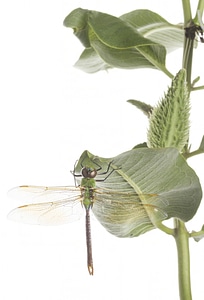 Dragonfly-2 photo