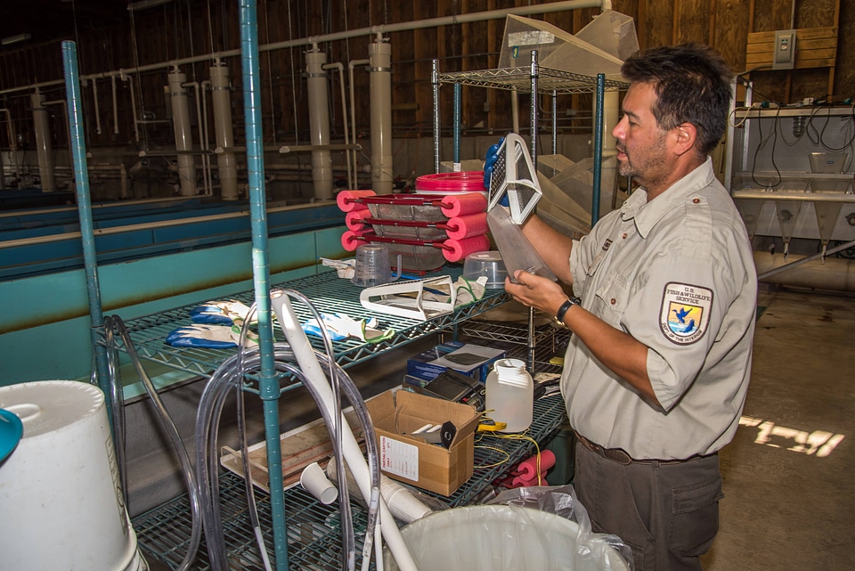FWS staff employee prepares fish food-1