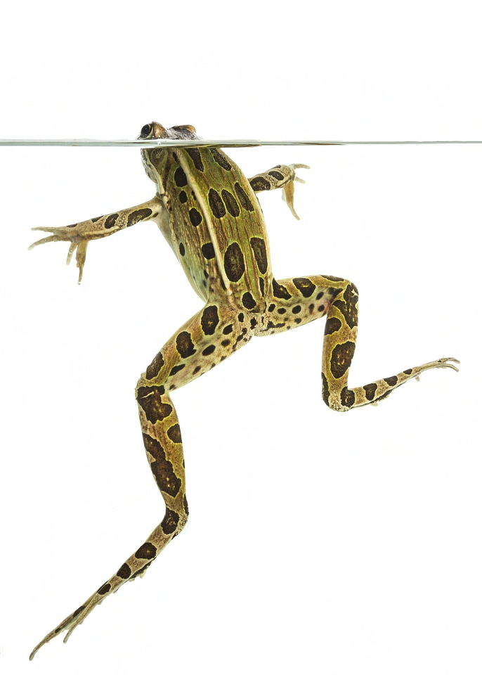 Northern leopard frog-2