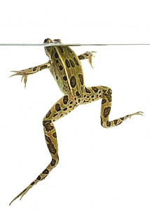 Northern leopard frog-2
