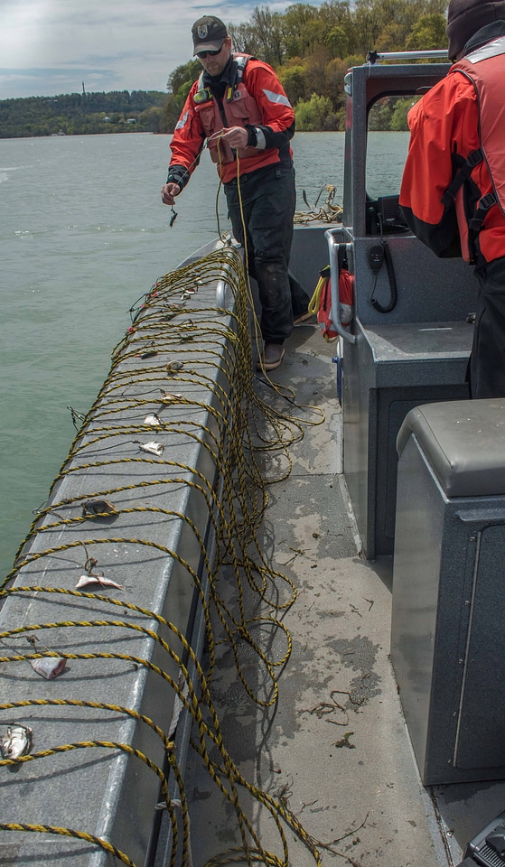Hooks baited with alewife for lake sturgeon research-7