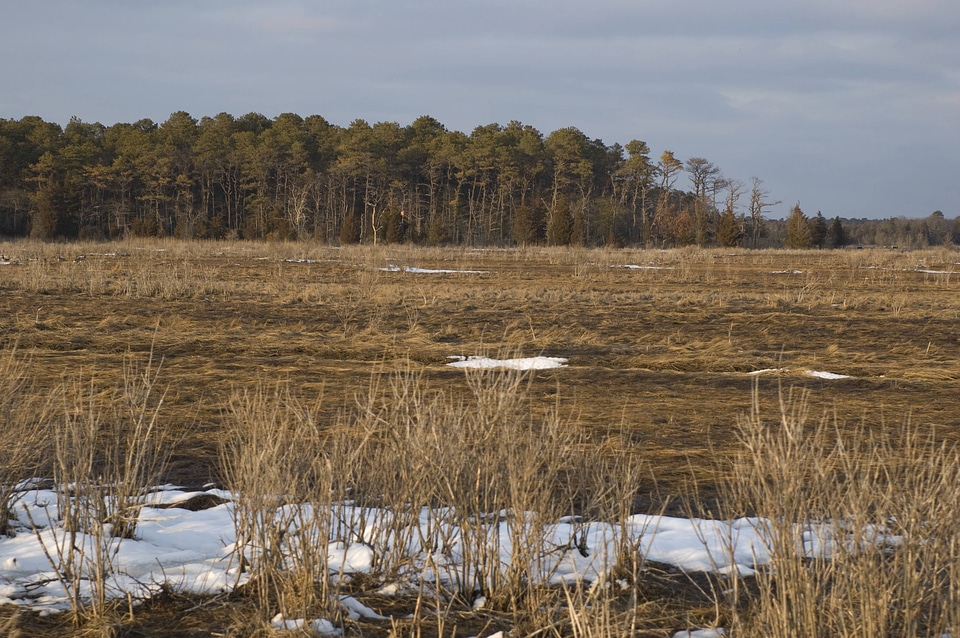 Coastal wetland with line of trees