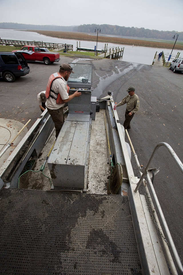 Electrofishing for Northern Snakehead-2