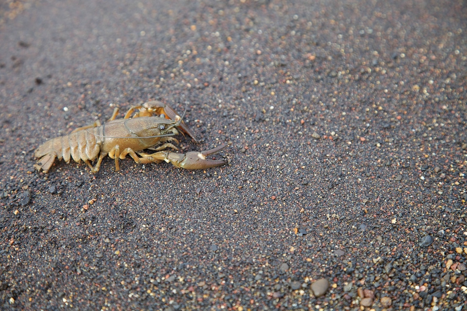 Crayfish on the shore