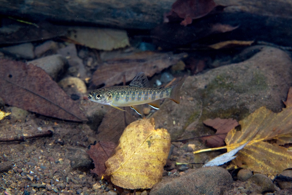 Young brook trout  with fall leaves in water-2