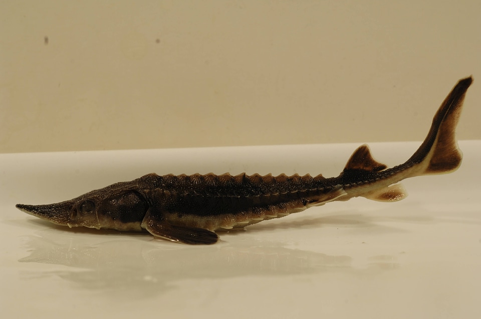Acipenser fulvescens