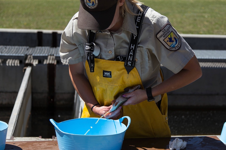 Biologists spawning trout-2
