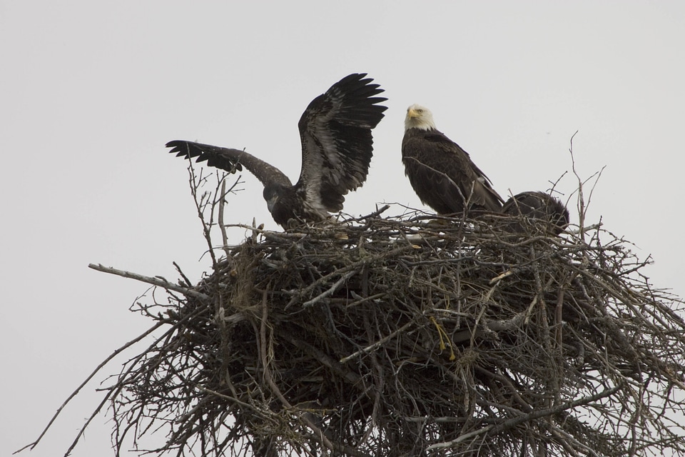 Bald Eagles nesting at Islands and Ocean Visitor Center