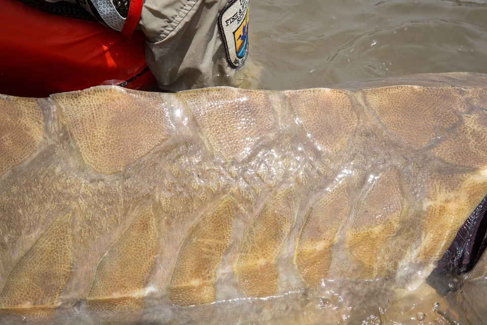 Scales on a Gulf sturgeon 