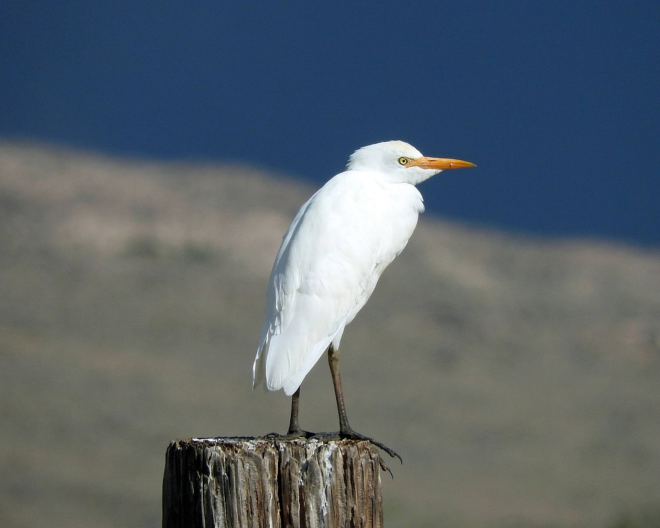 Cattle Egret perched on a wooden post