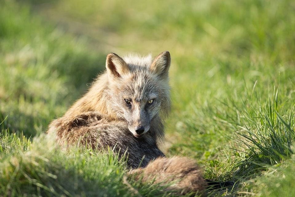 Red fox lying in the grass-1