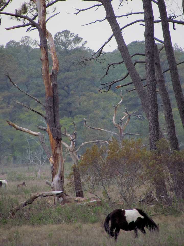 Chincoteague ponies graze near trees weakend by a tropical storm and Southern Pine Beetles