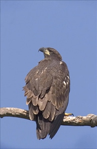 Immature Bald eagle-2