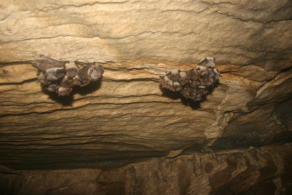 Little brown Bat clusters