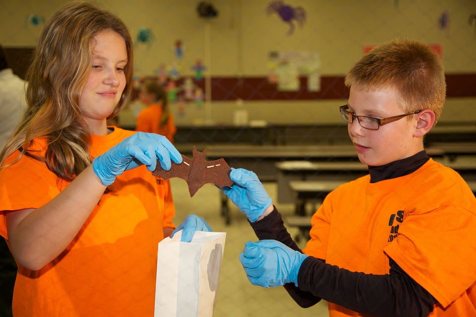 Bat education activity-2