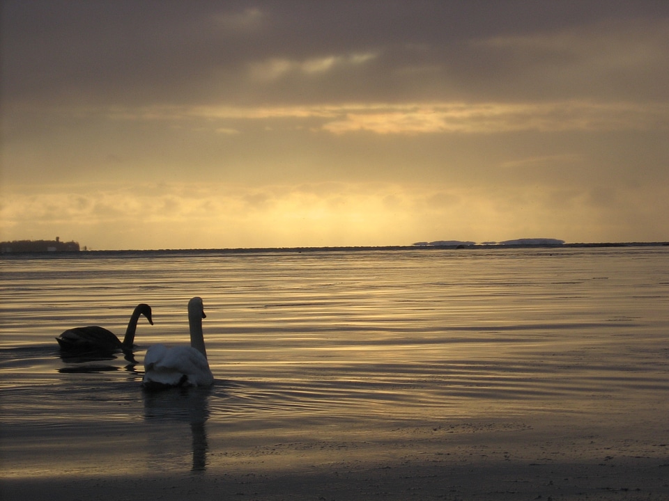 Water waterfowl wildlife