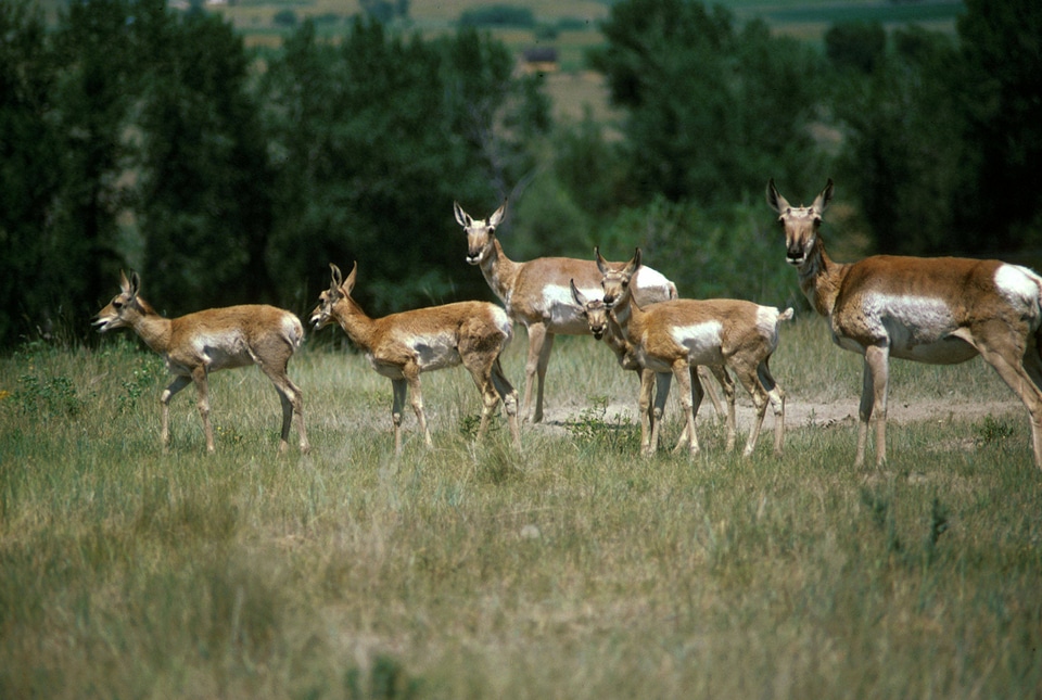 Pronghorn Antelope-1