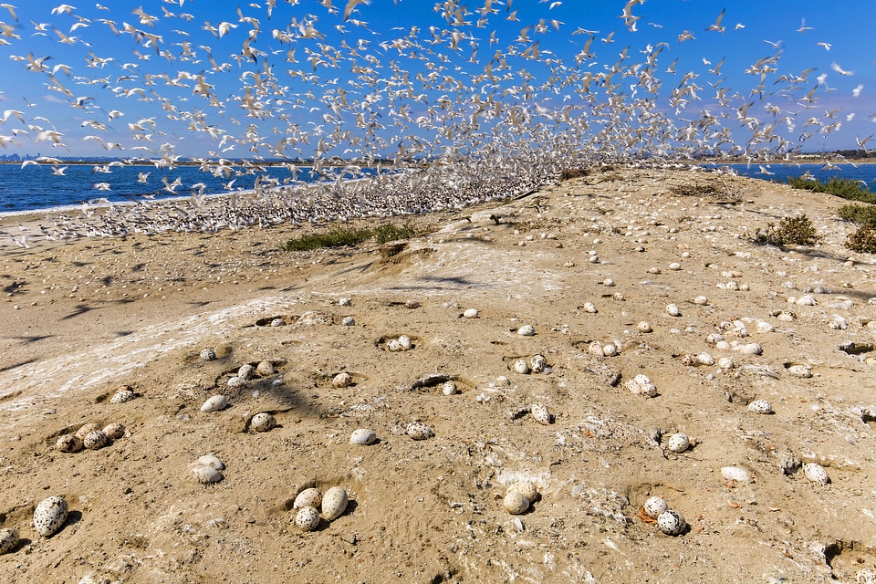 Flock of elegant terns-1