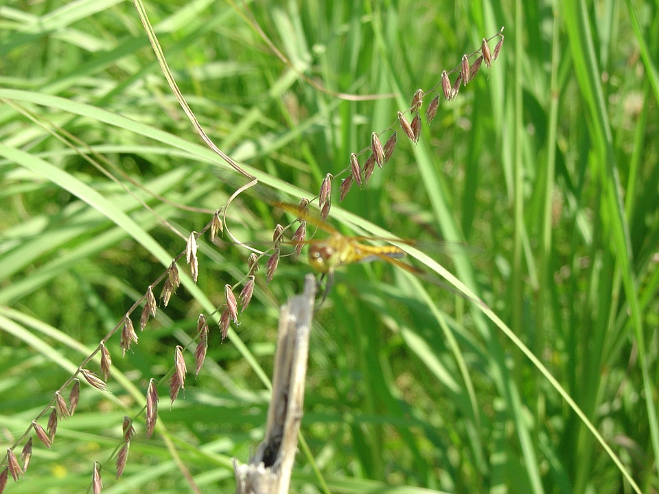 Sideoats grama at Neal Smith National Wildlife Refuge