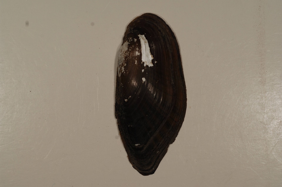 Ligumia nasuta (outside)