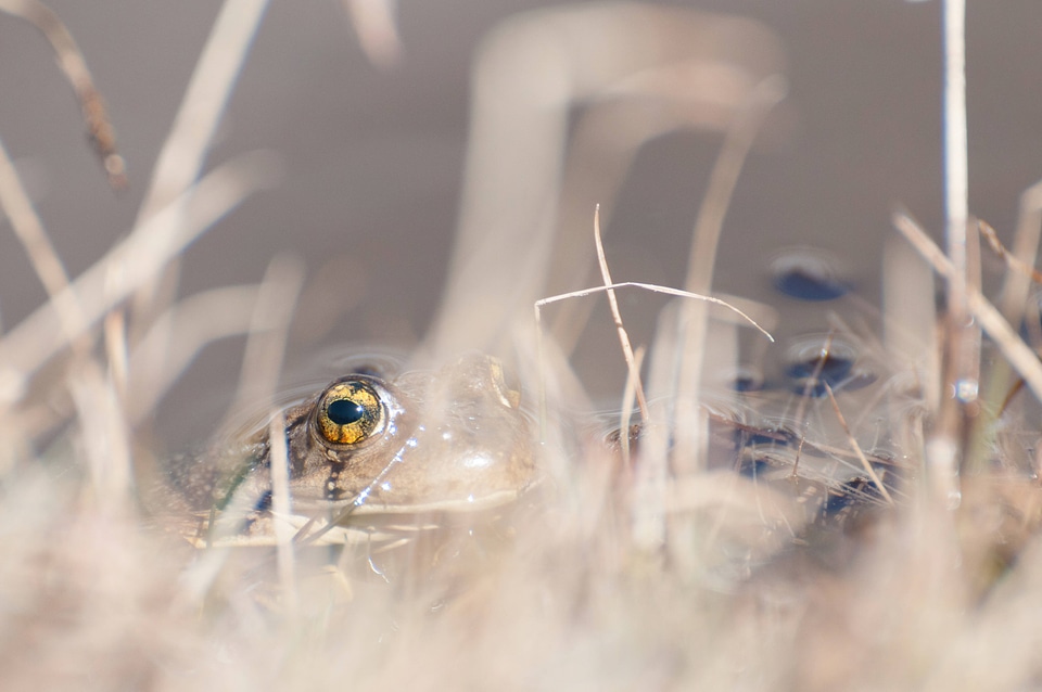 Mountain yellow-legged frog-2