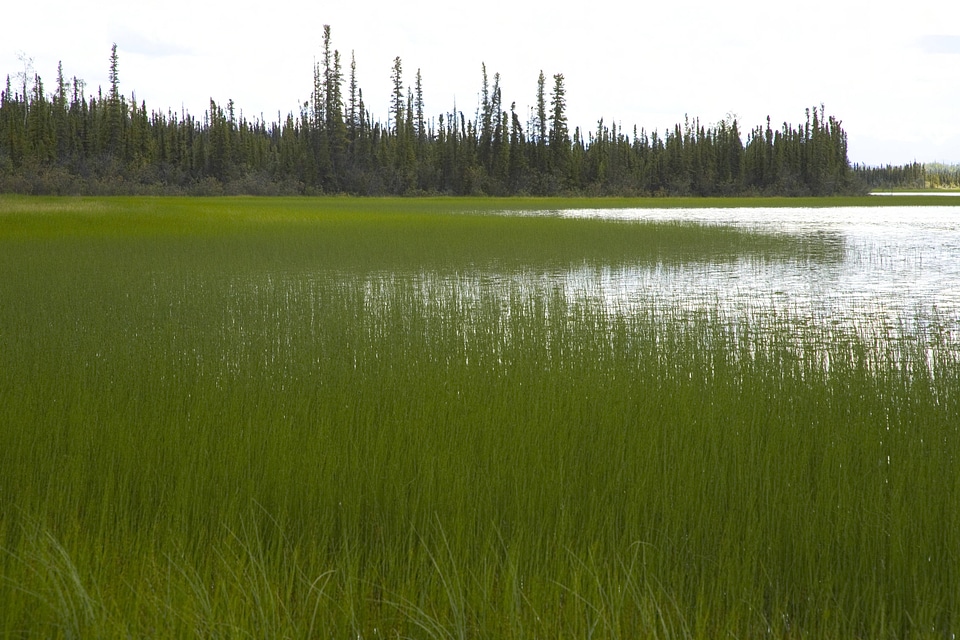 Wetlands in Tetlin National Wildlife Refuge