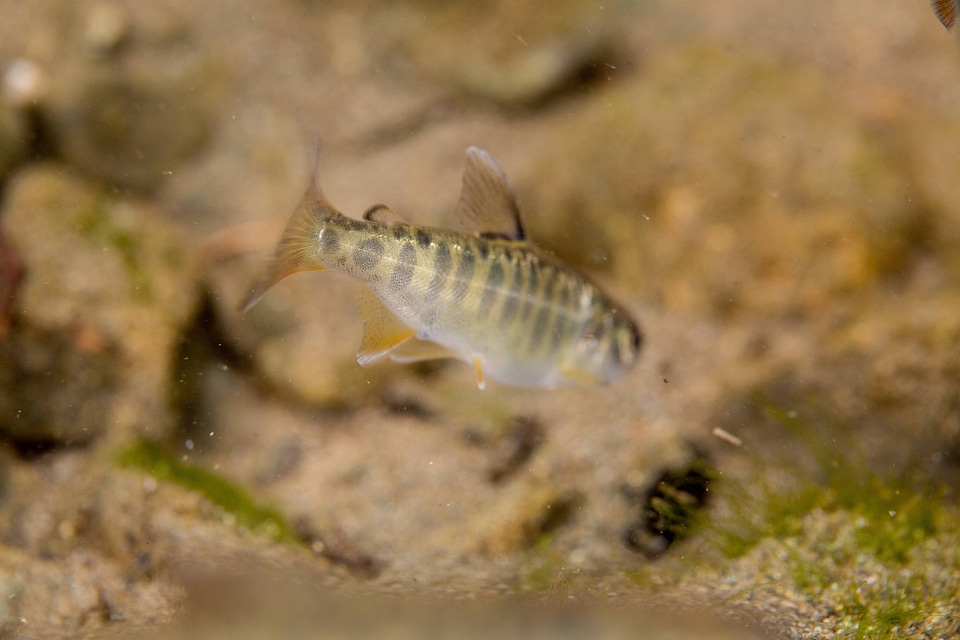 Juvenile Chinook salmon-4