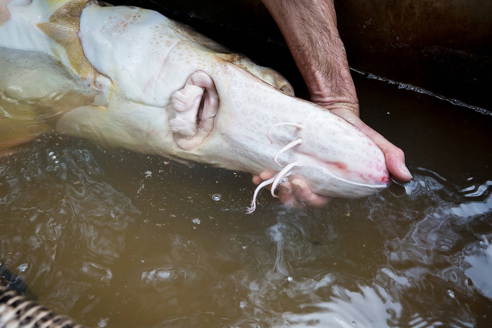 Fisheries biologist displays Gulf sturgeon underside-1