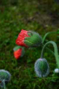 Red klatschmohn hairy