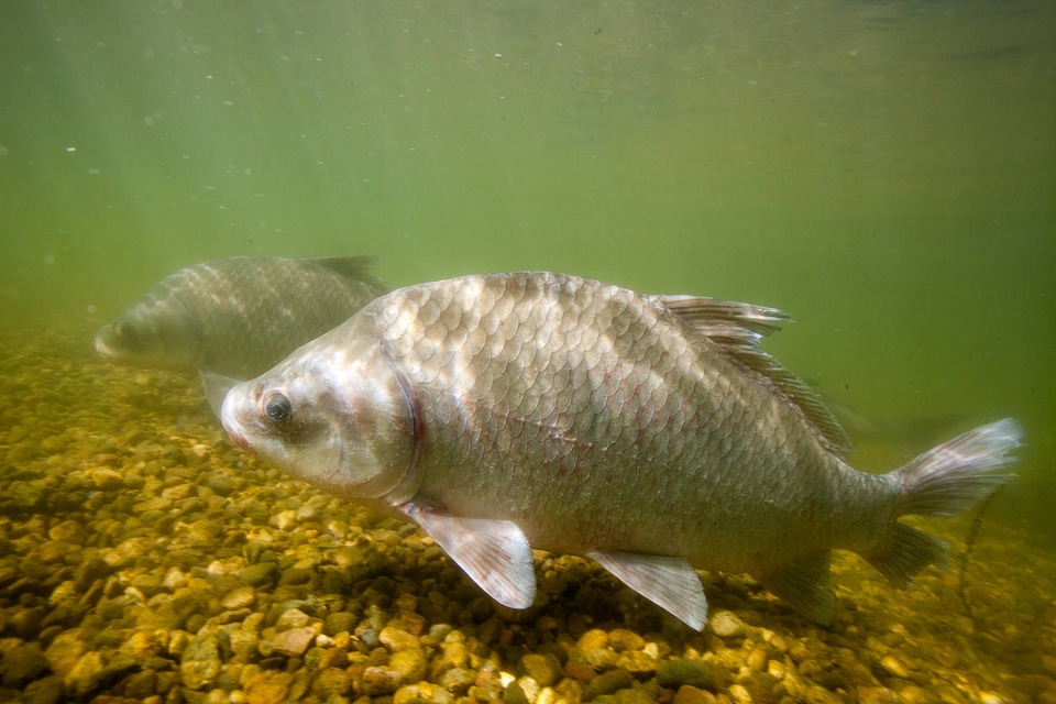 Smallmouth buffalo-1