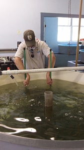 Employee netting Juvenile Rainbow Trout