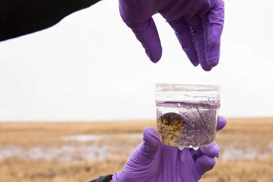 Floating a sandpiper egg