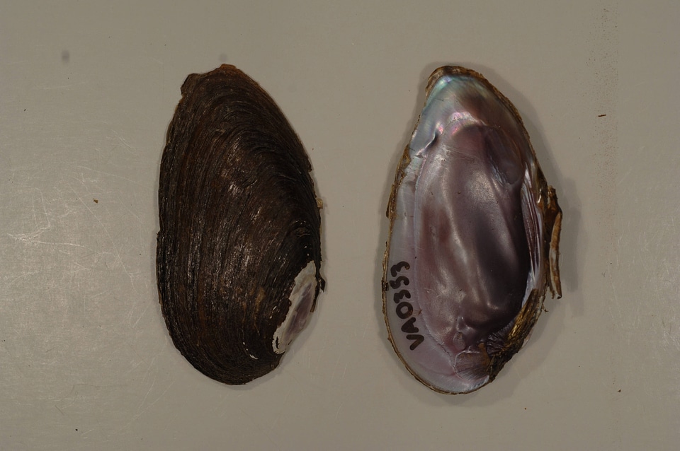 Elliptio dilatata-2