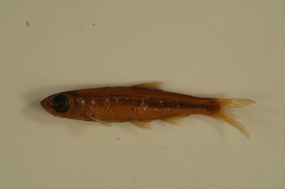 Notropis ariommus-1