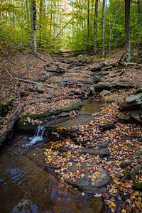 Brook Trout stream-1