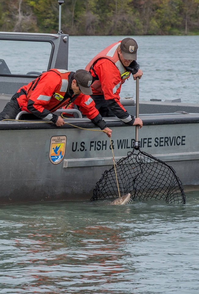 USFWS Fisheries crew in boat preparing for lake sturgeon field work-1