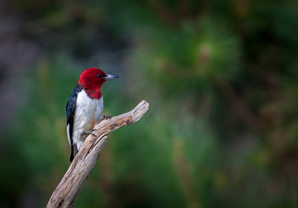 Red-headed woodpecker on dead snag-3