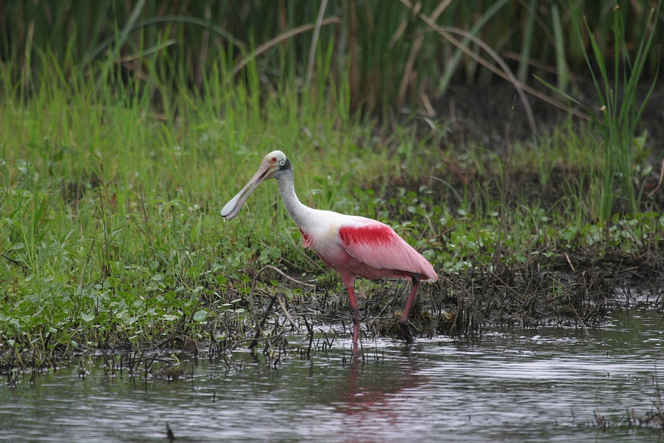 Roseate spoonbill