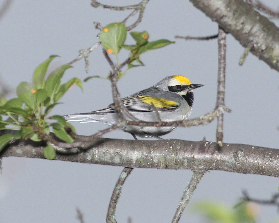 Golden-winged Warbler