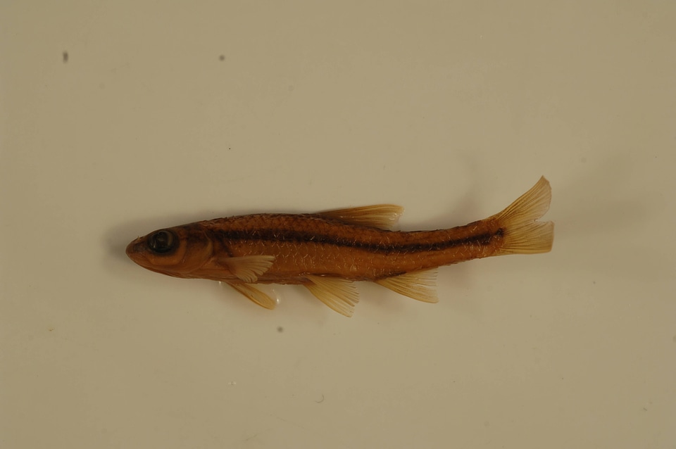 Notropis procne-1